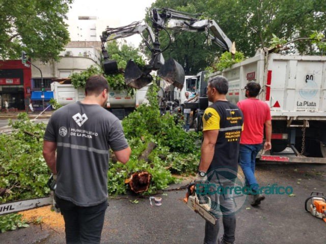 En La Plata se registraron la caída de más de 200 árboles y ramas de gran porte a raíz del temporal En La Plata se registraron la caída de más de 200 árboles y ramas de gran porte a raíz del temporal