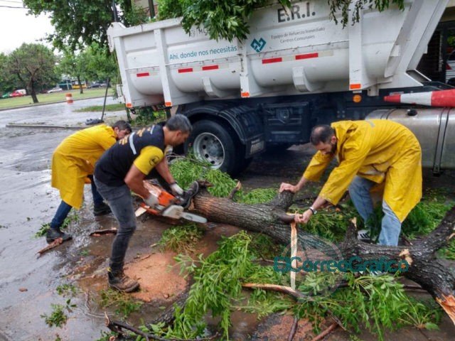 En La Plata se registraron la caída de más de 200 árboles y ramas de gran porte a raíz del temporal En La Plata se registraron la caída de más de 200 árboles y ramas de gran porte a raíz del temporal