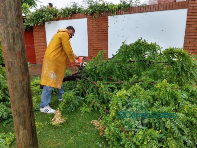 En La Plata se registraron la caída de más de 200 árboles y ramas de gran porte a raíz del temporal En La Plata se registraron la caída de más de 200 árboles y ramas de gran porte a raíz del temporal
