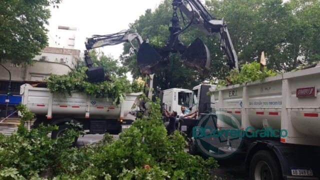 En La Plata se registraron la caída de más de 200 árboles y ramas de gran porte a raíz del temporal En La Plata se registraron la caída de más de 200 árboles y ramas de gran porte a raíz del temporal