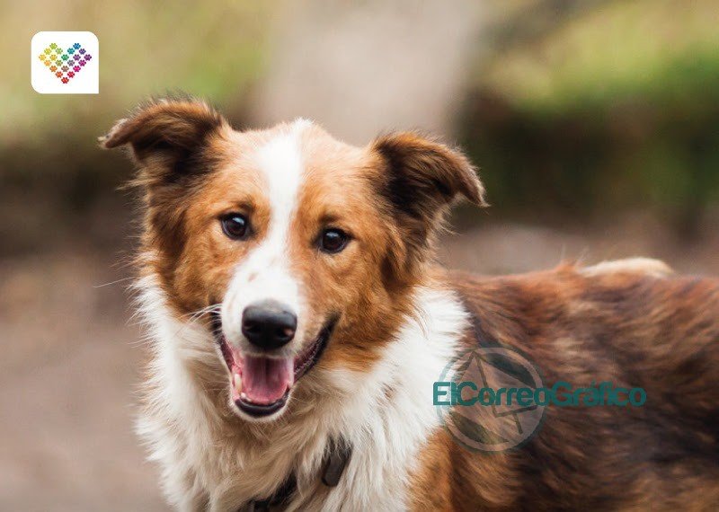 Jornada de vacunación veterinaria gratuita a San Carlos
