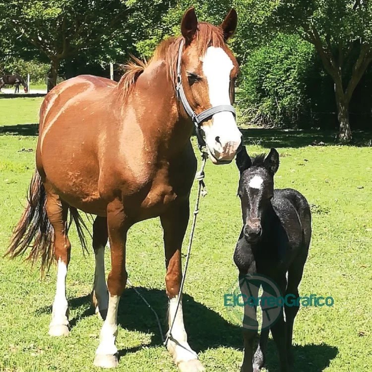 Nacieron dos caballos de yeguas que fueron rescatadas y recuperadas en La Plata