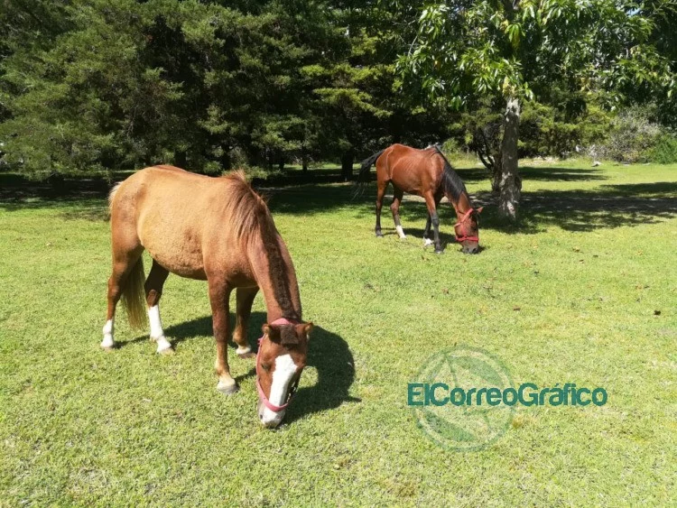 Se realizó un nuevo operativo de rescate animal en Los Hornos