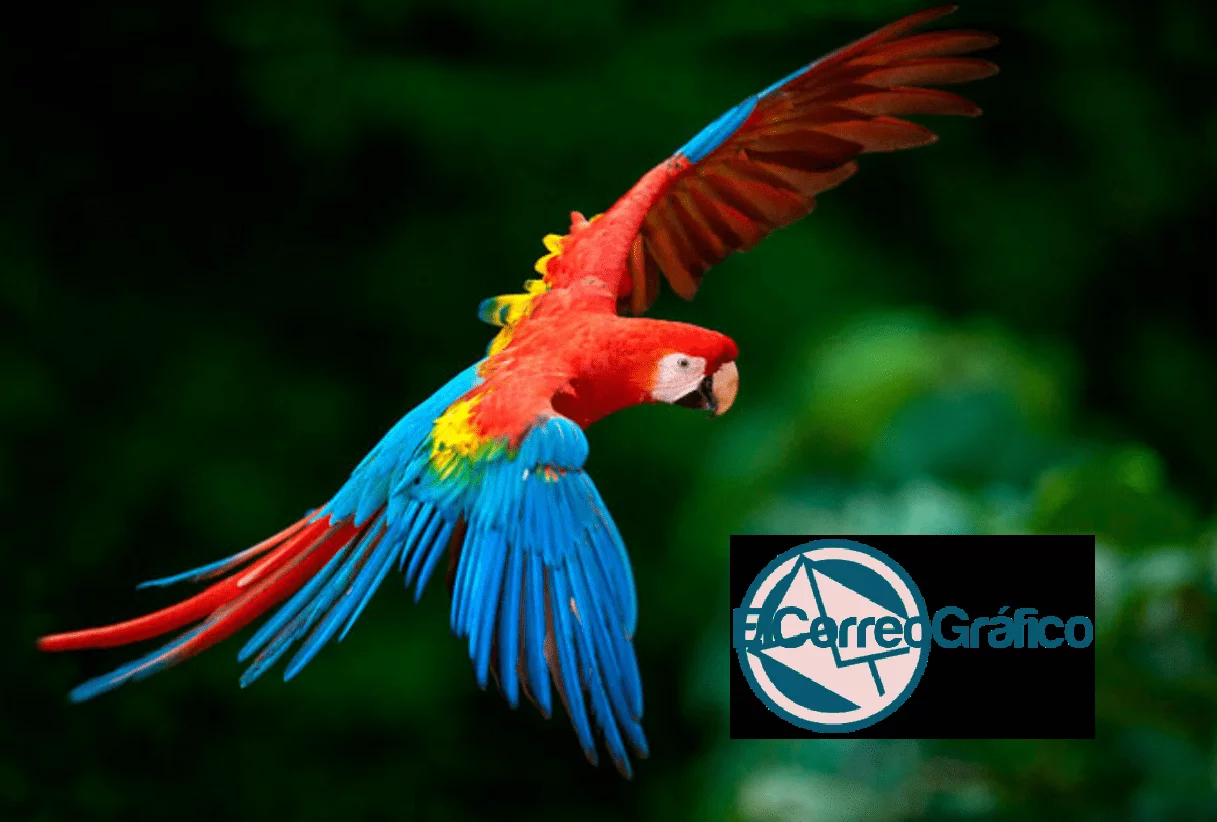 Fundación Temaikèn suma su experiencia para recuperar al guacamayo rojo en Argentina Fundación Temaikèn suma su experiencia para recuperar al guacamayo rojo en Argentina