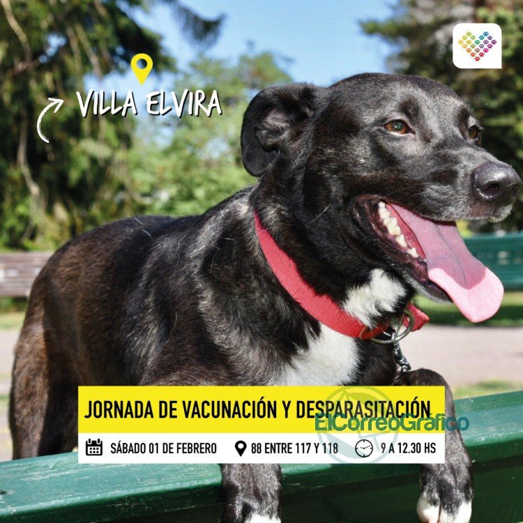 Desparasitación y vacunación veterinaria gratuita en Villa Elvira