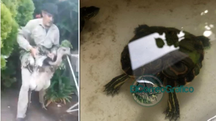 Detienen a un hombre con 90 animales exóticos para vender por internet
