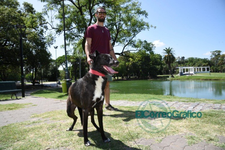 El Municipio agiliza el sistema de turnos para castración gratuita de perros y gatos