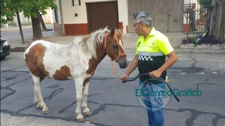En La Plata se realizó dos nuevos rescates y ya son más de 200 los equinos recuperados