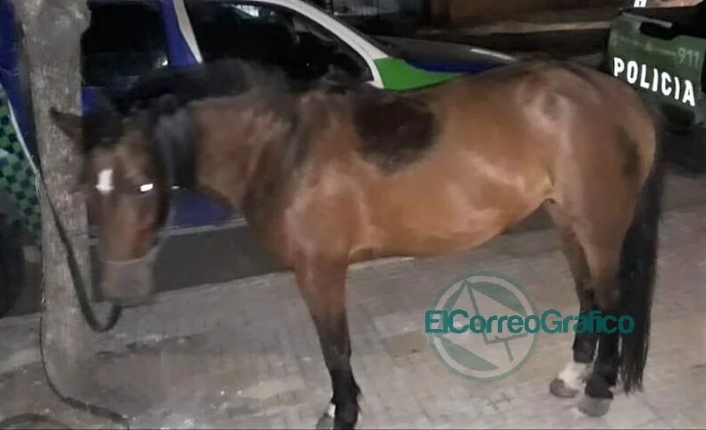 En La Plata se realizó dos nuevos rescates y ya son más de 200 los equinos recuperados