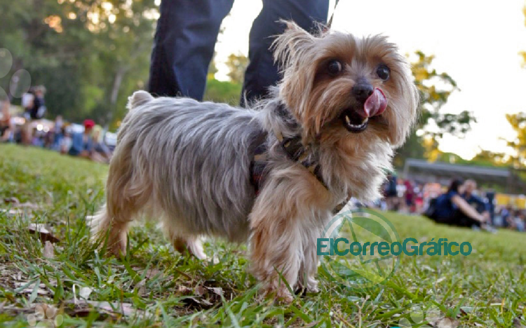 Atención veterinaria: Este miércoles se realizará una jornada de vacunación y desparasitación gratuita en Abasto