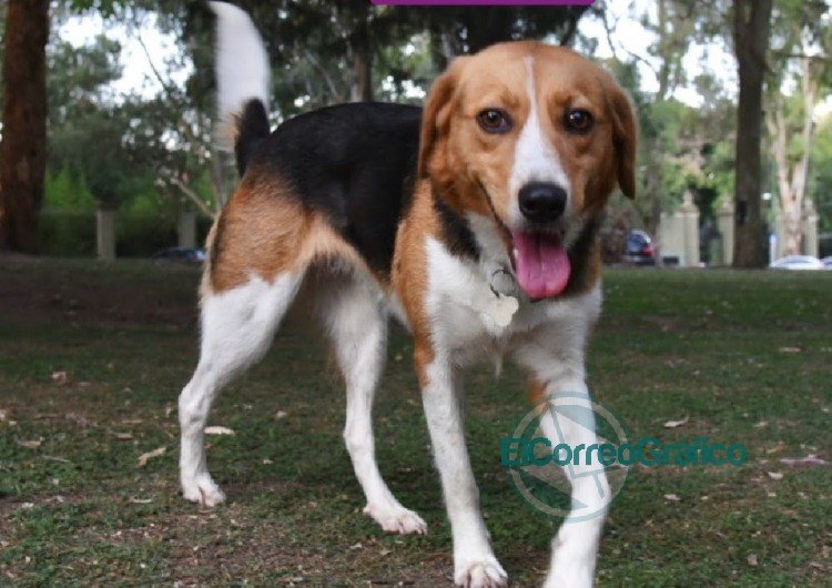 Desparasitación y vacunación veterinaria gratuita en Arana Desparasitación y vacunación veterinaria gratuita en Arana
