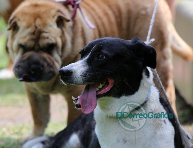 Durante febrero, el consultorio móvil veterinario recorrerá distintos puntos