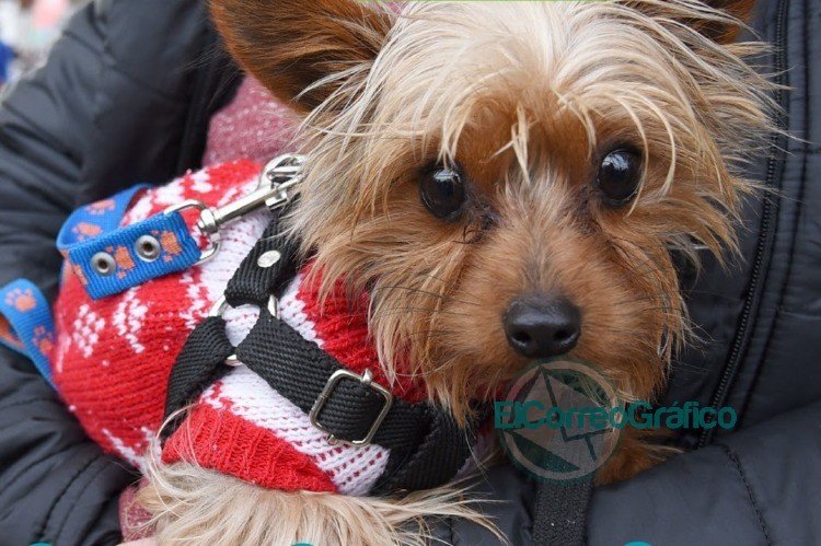 Este miércoles, el consultorio móvil veterinario llega a El Peligro