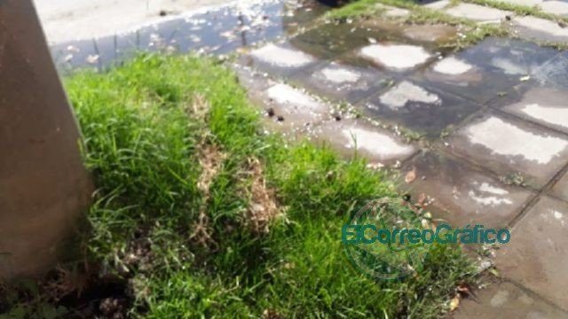 Presunto caso de dengue en Ensenada desnuda la falta de prevención del municipio Presunto caso de dengue en Ensenada desnuda la falta de prevención del municipio