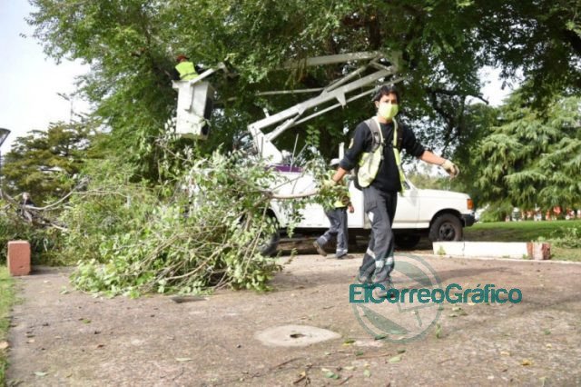 Temporada de poda: Hasta agosto, el Municipio desarrolla tareas en el arbolado público