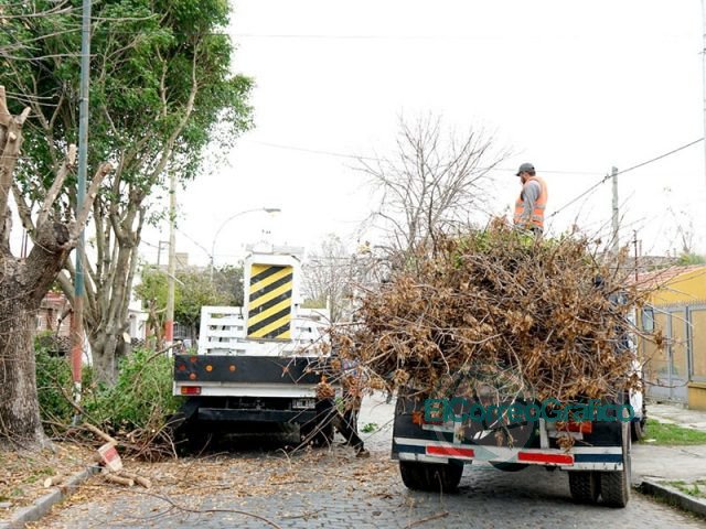 Poda de árboles en barrios de Berisso