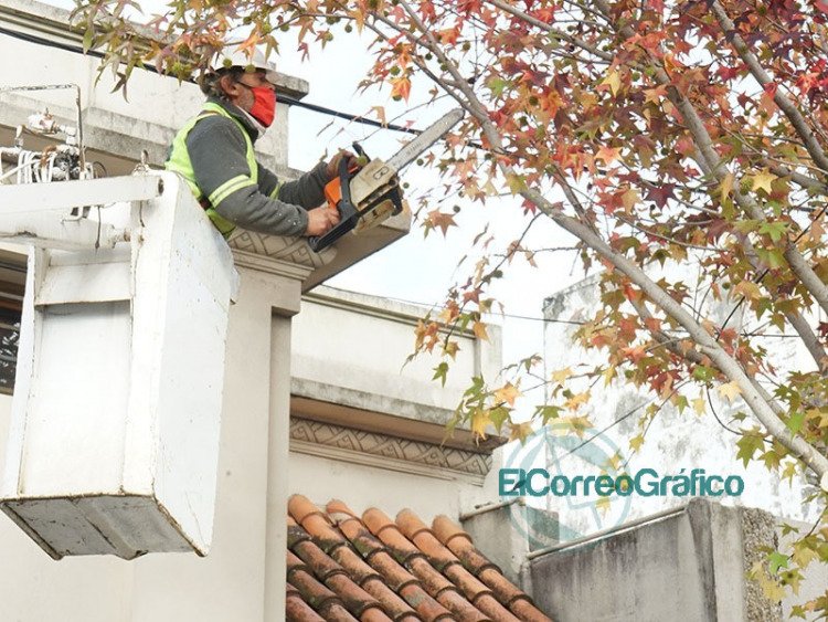 Poda de árboles en barrios de Berisso