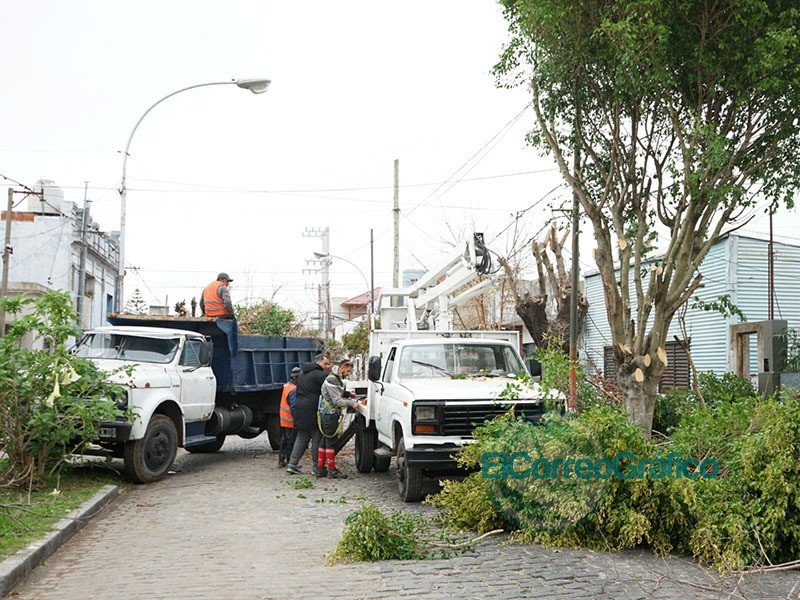 Detienen poda ilegal de una cooperativa que presta servicios tanto en La Plata como en Berisso Detienen poda ilegal de una cooperativa que presta servicios tanto en La Plata como en Berisso