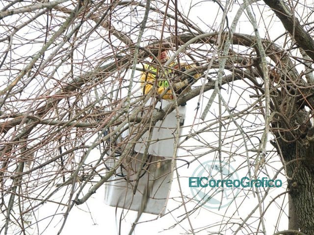 Poda de árboles en barrios de Berisso