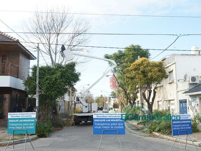 Poda de árboles en barrios de Berisso