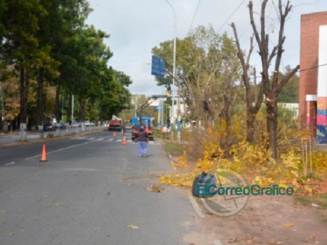 Poda en barrios de La Franja