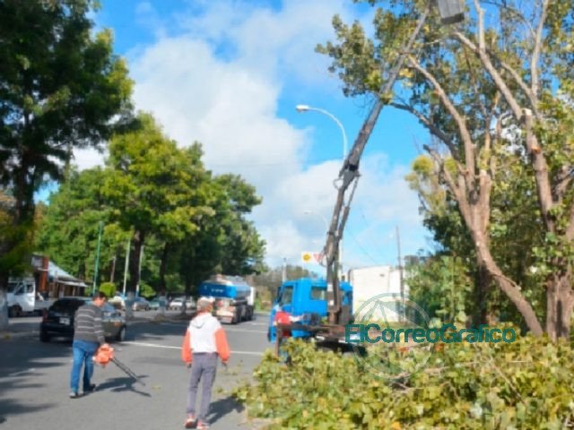 Poda en barrios de La Franja
