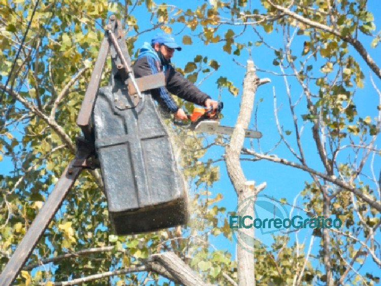 Poda en barrios de La Franja