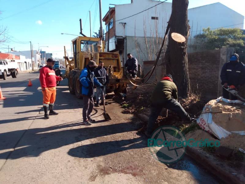 Extracción de un árbol en Avenida 122 por obstrucción de caños de agua y de cloacas