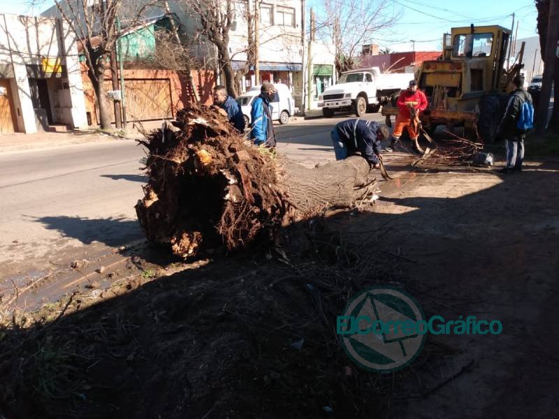 Extracción de un árbol en Avenida 122 por obstrucción de caños de agua y de cloacas