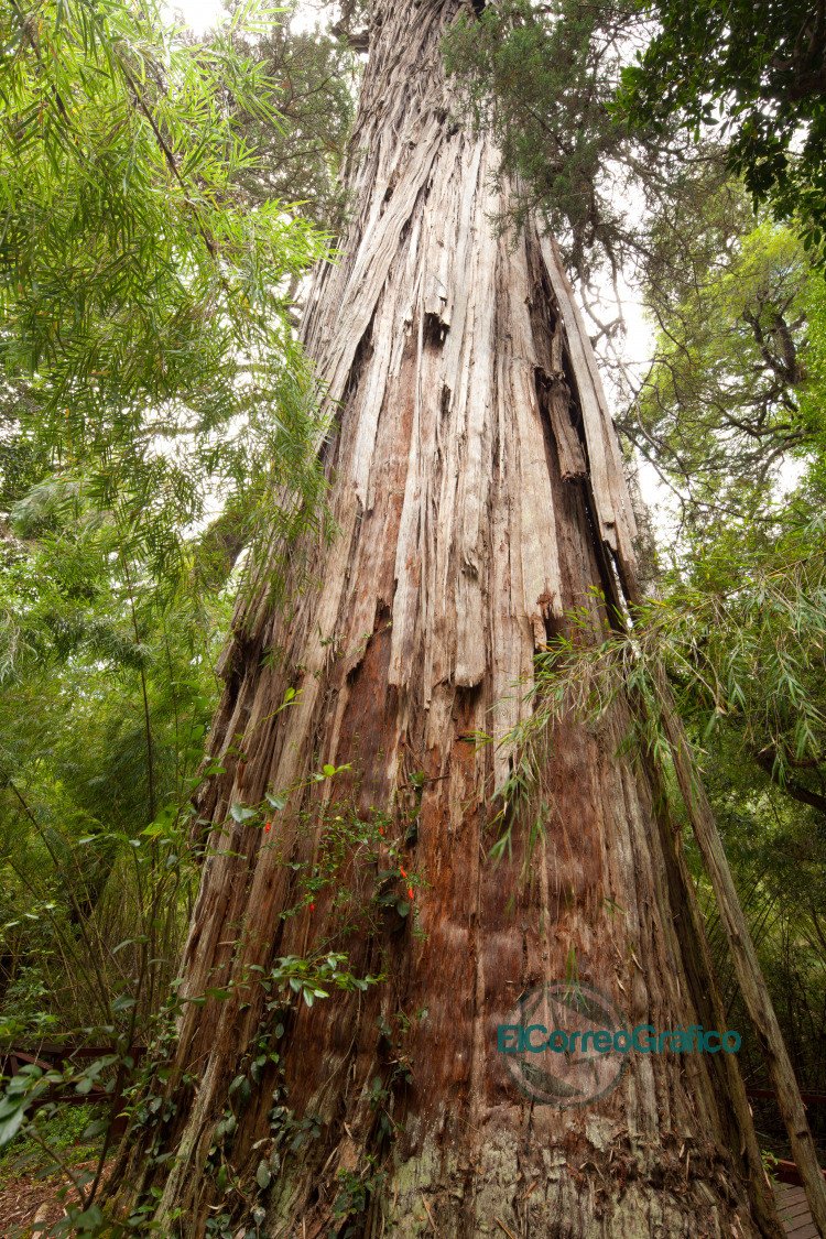 Los Alerces: Un paraíso natural reconocido hace tres como Patrimonio Mundial de UNESCO