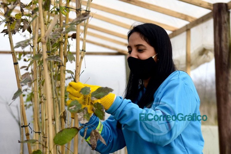 Garro anunció que se plantarán 10 mil nuevos árboles para recuperar el histórico arbolado Garro anunció que se plantarán 10 mil nuevos árboles para recuperar el histórico arbolado