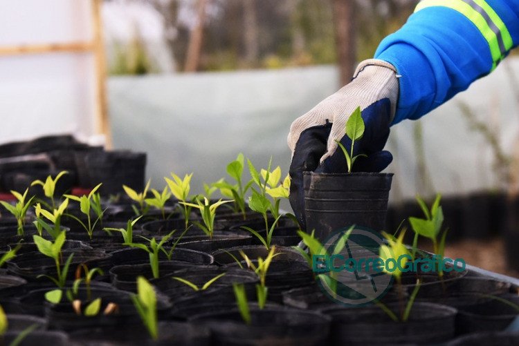 Garro anunció que se plantarán 10 mil nuevos árboles para recuperar el histórico arbolado Garro anunció que se plantarán 10 mil nuevos árboles para recuperar el histórico arbolado