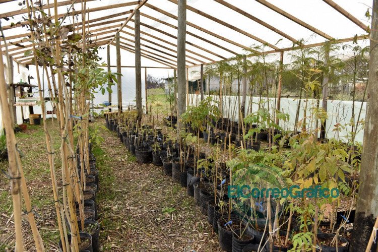 Impulsan una renovación del vivero Municipal que permitirá producir el 100% de las especies forestales de la ciudad Impulsan una renovación del vivero Municipal que permitirá producir el 100% de las especies forestales de la ciudad