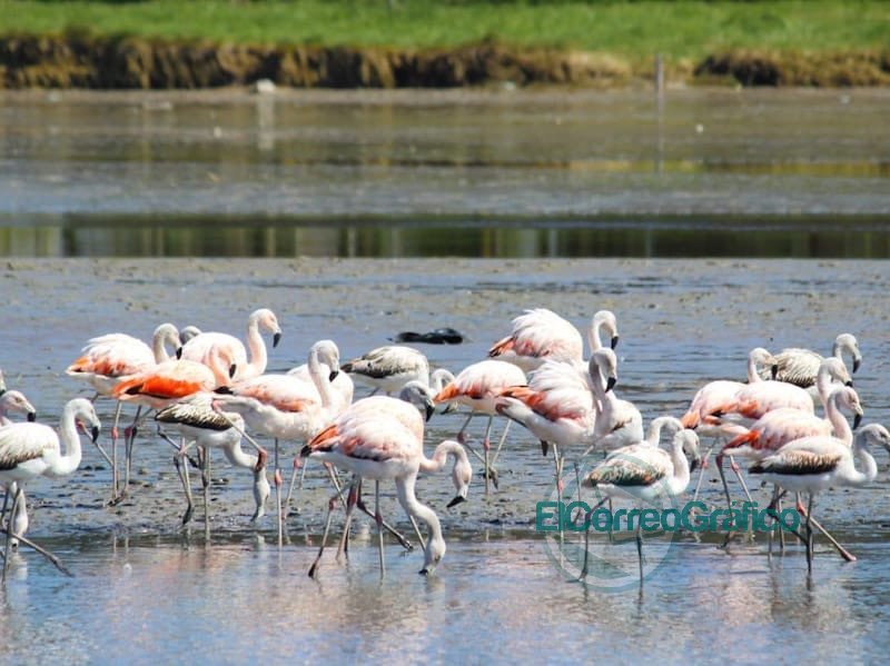 La Reserva de Biosfera “Parque Atlántico Mar Chiquito” y una abulfera única en el país