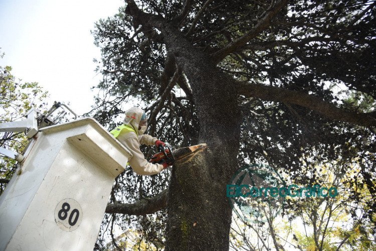 Con más de 15 mil ejemplares intervenidos, finalizó la temporada de poda en la ciudad