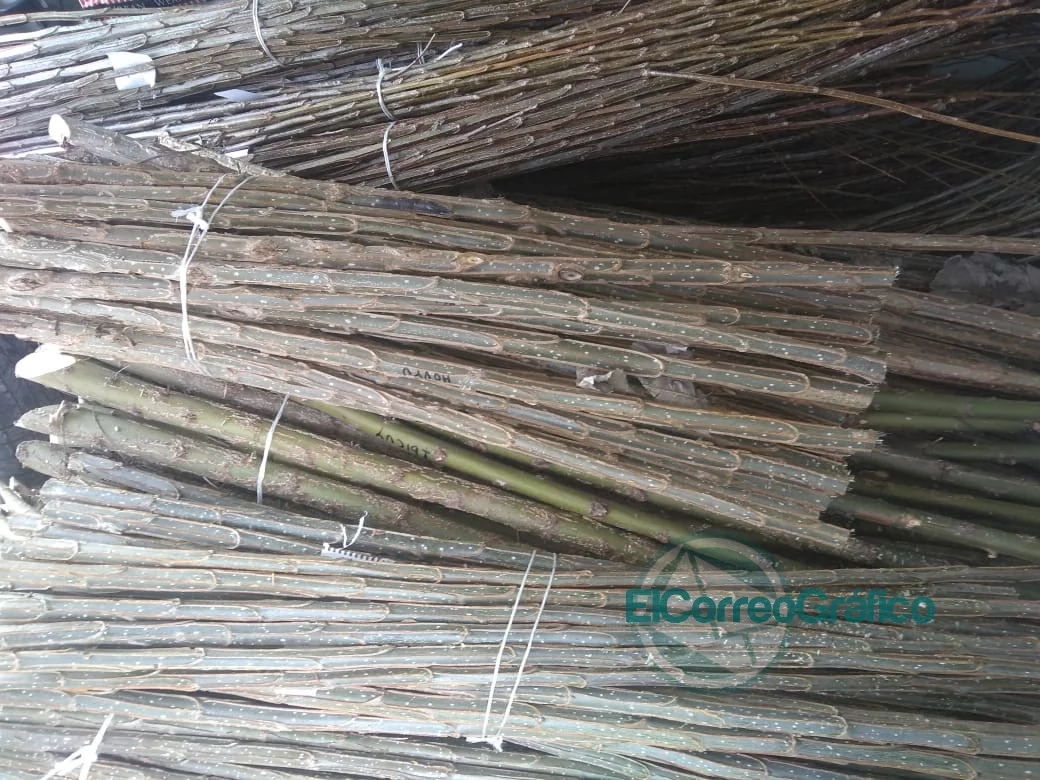 El INTA entregó arbóles a productores forestales de Berisso El INTA entregó arbóles a productores forestales de Berisso