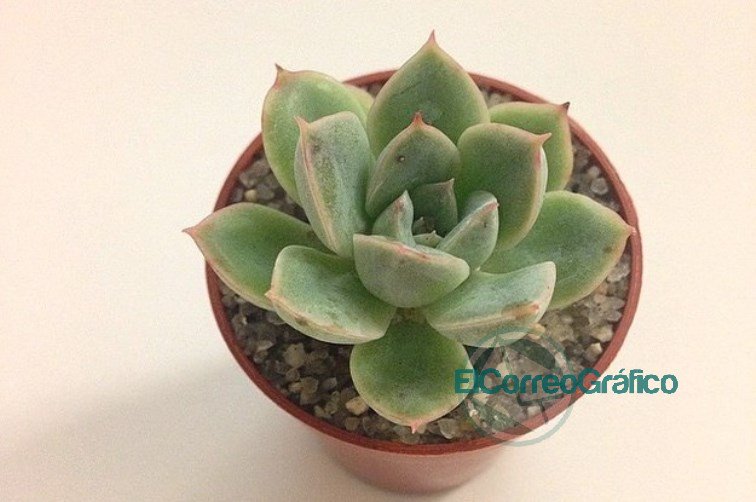 Entrega de plantines y suculentas para celebrar la primavera