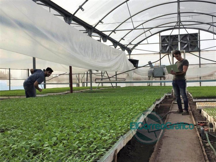 Crean una novedosa plataforma para mejorar la producción de cultivos bajo cubierta Crean una novedosa plataforma para mejorar la producción de cultivos bajo cubierta