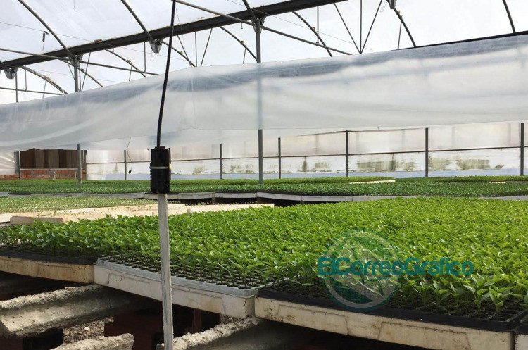 Crean una novedosa plataforma para mejorar la producción de cultivos bajo cubierta Crean una novedosa plataforma para mejorar la producción de cultivos bajo cubierta