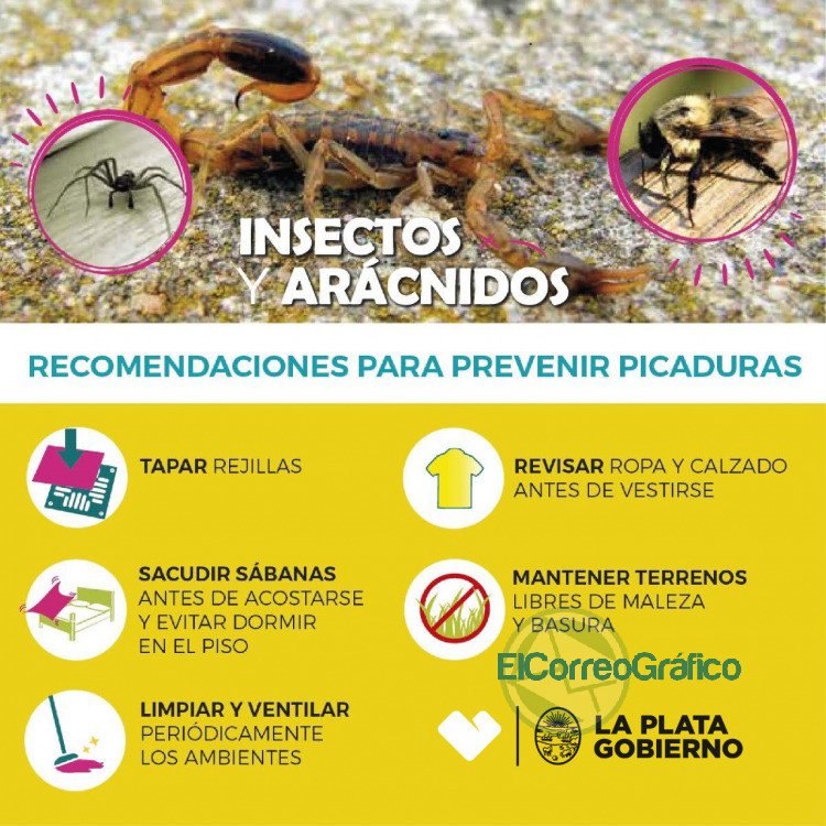 Recomendaciones ante la posible aparición de alacranes y escorpiones 1
