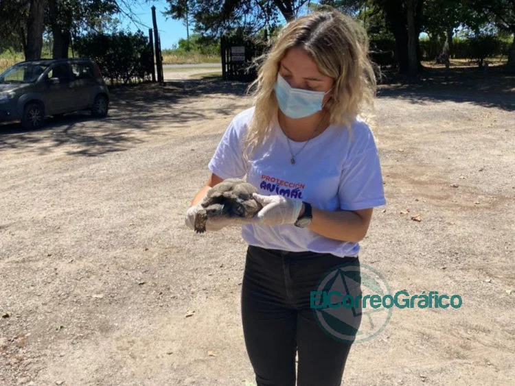 Rescataron a una tortuga de tierra amenazada por el comercio ilegal