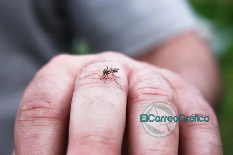 mosquito del dengue Aedes Aegyptis