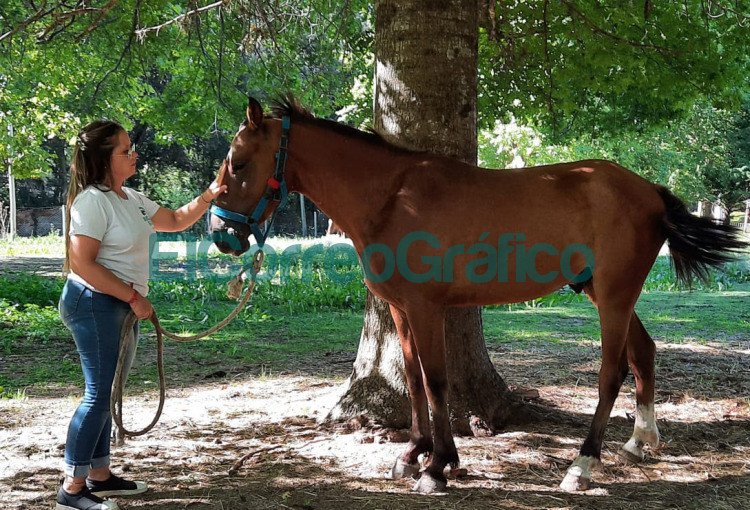 Se rescato a dos caballos con signos de maltrato