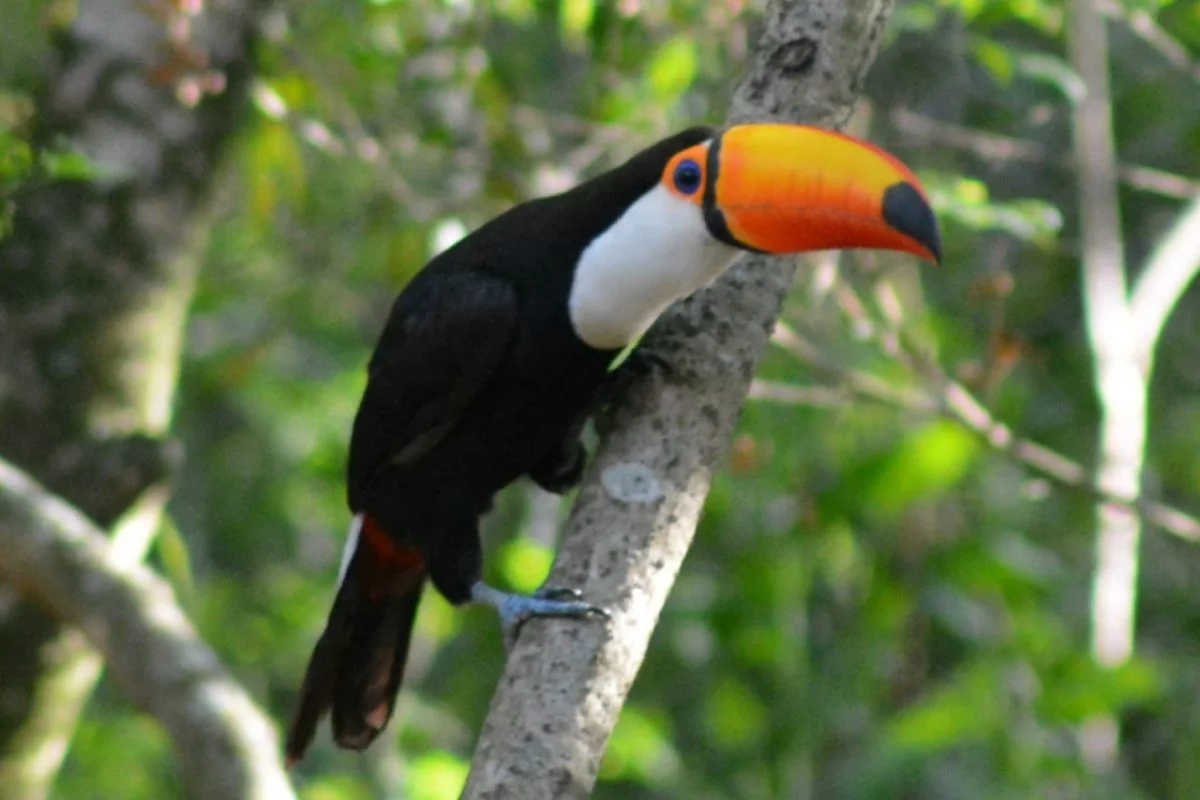 Tucan grande