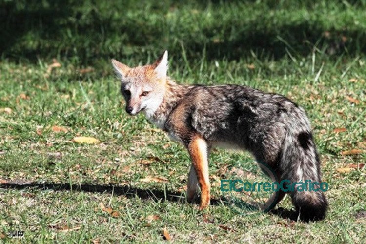 Rescatan a una especie protegida de zorro pampeano que deambulaba por La Plata Zorro gris pampeano Lycalopex gymnocercus