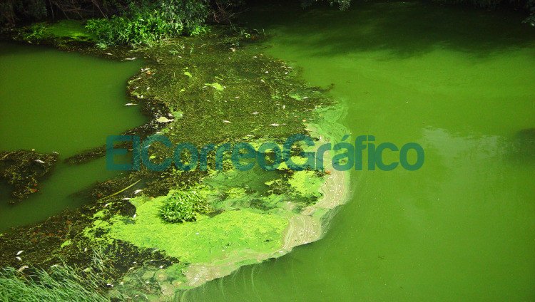 Poca agua en la Planta Potabilizadora en Punta Lara por algas en el Río de La Plata Cianobacterias