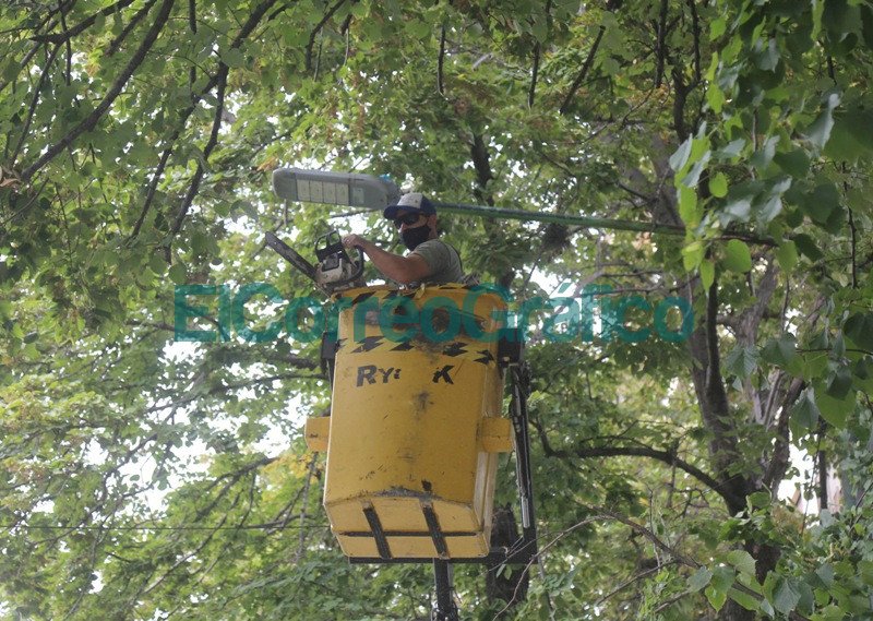 Poda correctiva para despejar luminarias semaforos y camaras de seguridad 2
