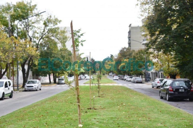 Por el Dia Mundial de la Tierra plantaron lapachos en Avenida 19 02