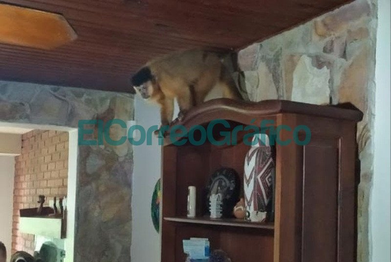 Recuperan un mono que estaba en cautiverio y lo trasladan al ECAS 1