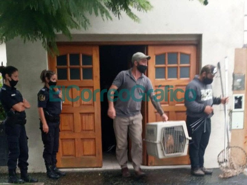 Recuperan un mono que estaba en cautiverio y lo trasladan al ECAS Recuperan un mono que estaba en cautiverio y lo trasladan al ECAS 2